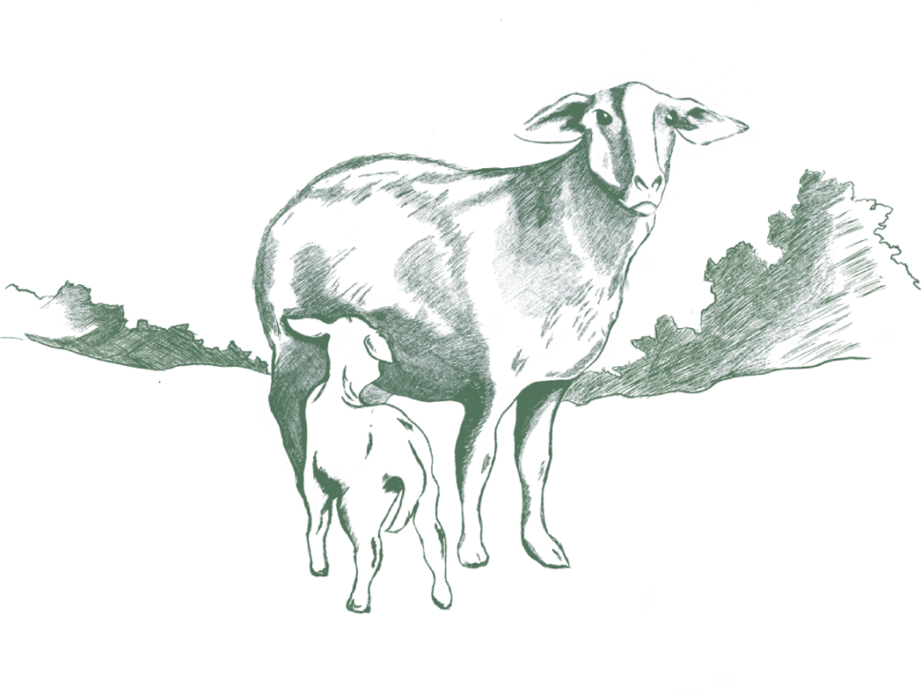dessin - agneau de lozère - elovel