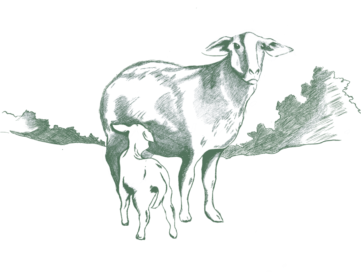 dessin - agneau de lozère - elovel