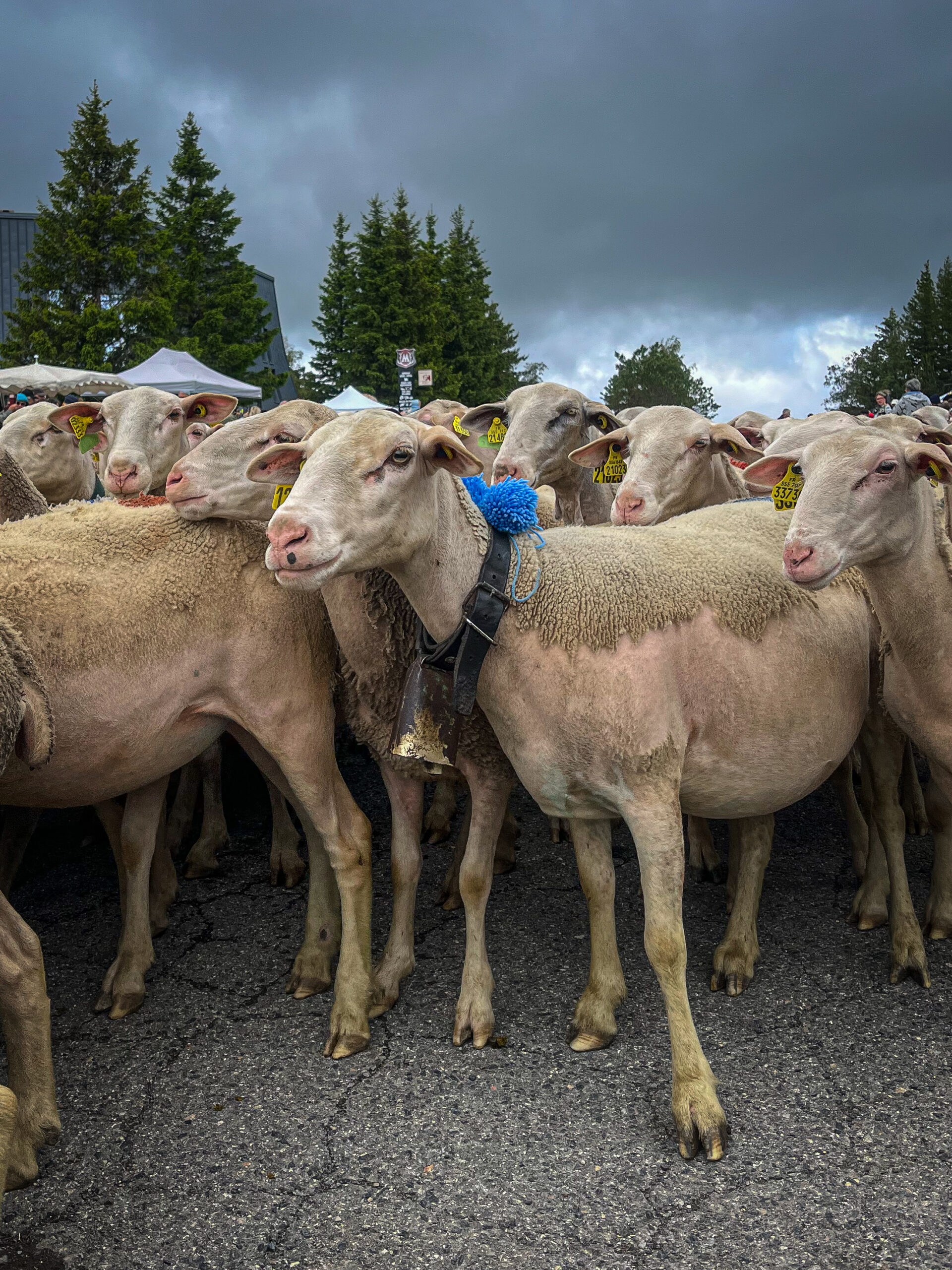 Transhumance sur le mont lozère